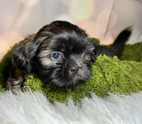 Harvey, a male Shih Tzu for sale in Lansing, IA – 4 of 4