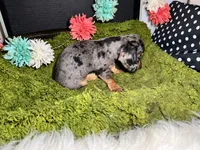 Stella, a female Miniature Dachshund for sale in Lansing, IA – 3 of 5