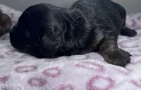 Jerry, a male Miniature Dachshund for sale in Lansing, IA – Photo 2 of 4