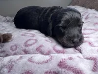 Jerry, a male Miniature Dachshund for sale in Lansing, IA – Photo 4 of 4