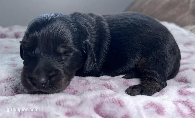 Jerry – Miniature Dachshund puppy for sale in Lansing, IA