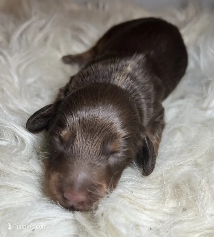 Rocky – Miniature Dachshund puppy for sale in Lansing, IA