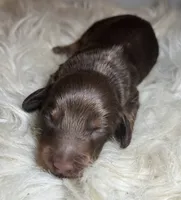 Rocky, a male Miniature Dachshund for sale in Lansing, IA – 1 of 5