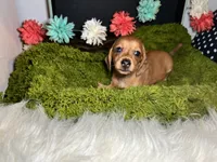 Sophie, a female Miniature Dachshund for sale in Lansing, IA – 5 of 5