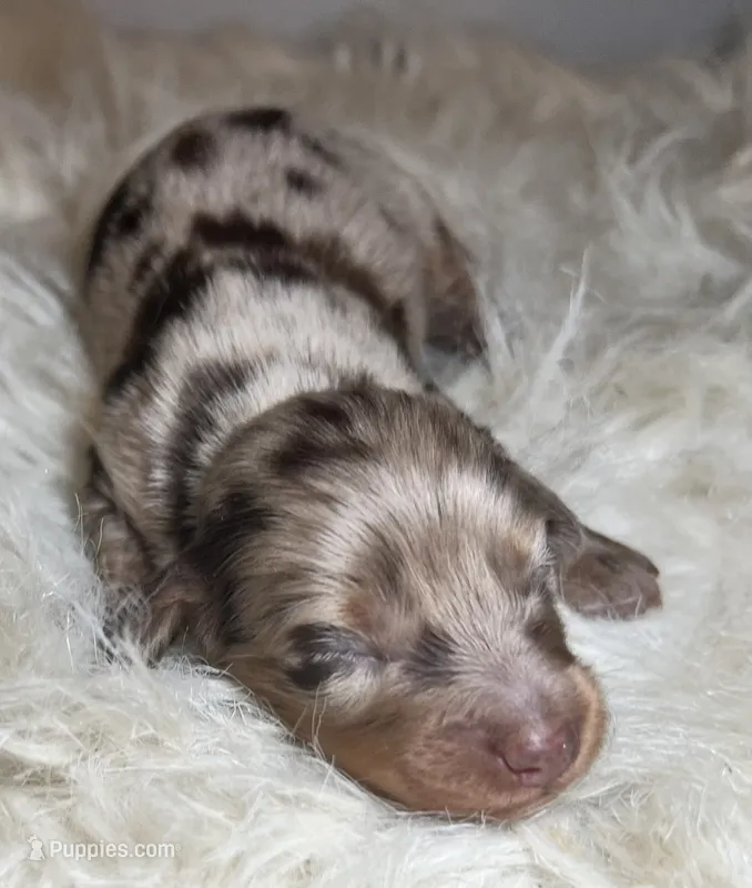 Luna – Miniature Dachshund puppy for sale in Lansing, IA