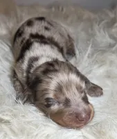 Luna, a female Miniature Dachshund for sale in Lansing, IA – 1 of 5