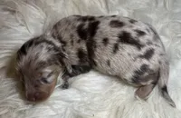 Luna, a female Miniature Dachshund for sale in Lansing, IA – 4 of 5