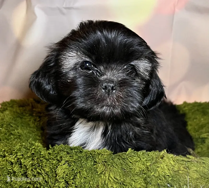 Harper – Shih Tzu puppy for sale in Lansing, IA