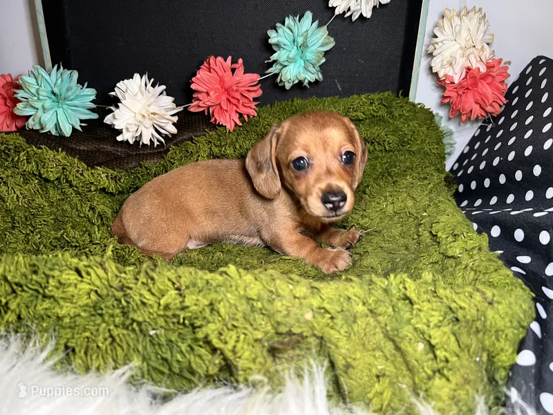 Sophie – Miniature Dachshund puppy for sale in Lansing, IA