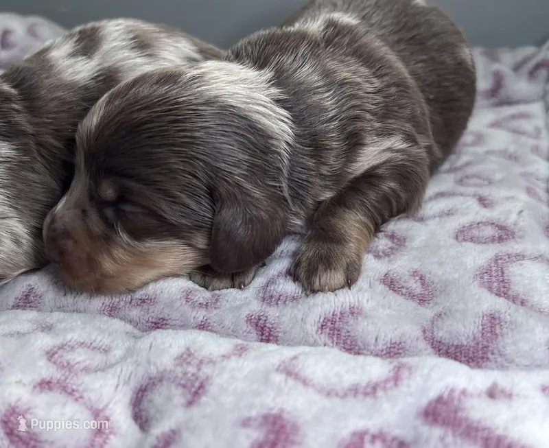 Jax AKC long hair – Miniature Dachshund puppy for sale in Lansing, IA