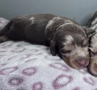 Jax AKC long hair, a male Miniature Dachshund for sale in Lansing, IA – Photo 4 of 4