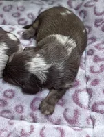 Jax AKC long hair, a male Miniature Dachshund for sale in Lansing, IA – Photo 2 of 4