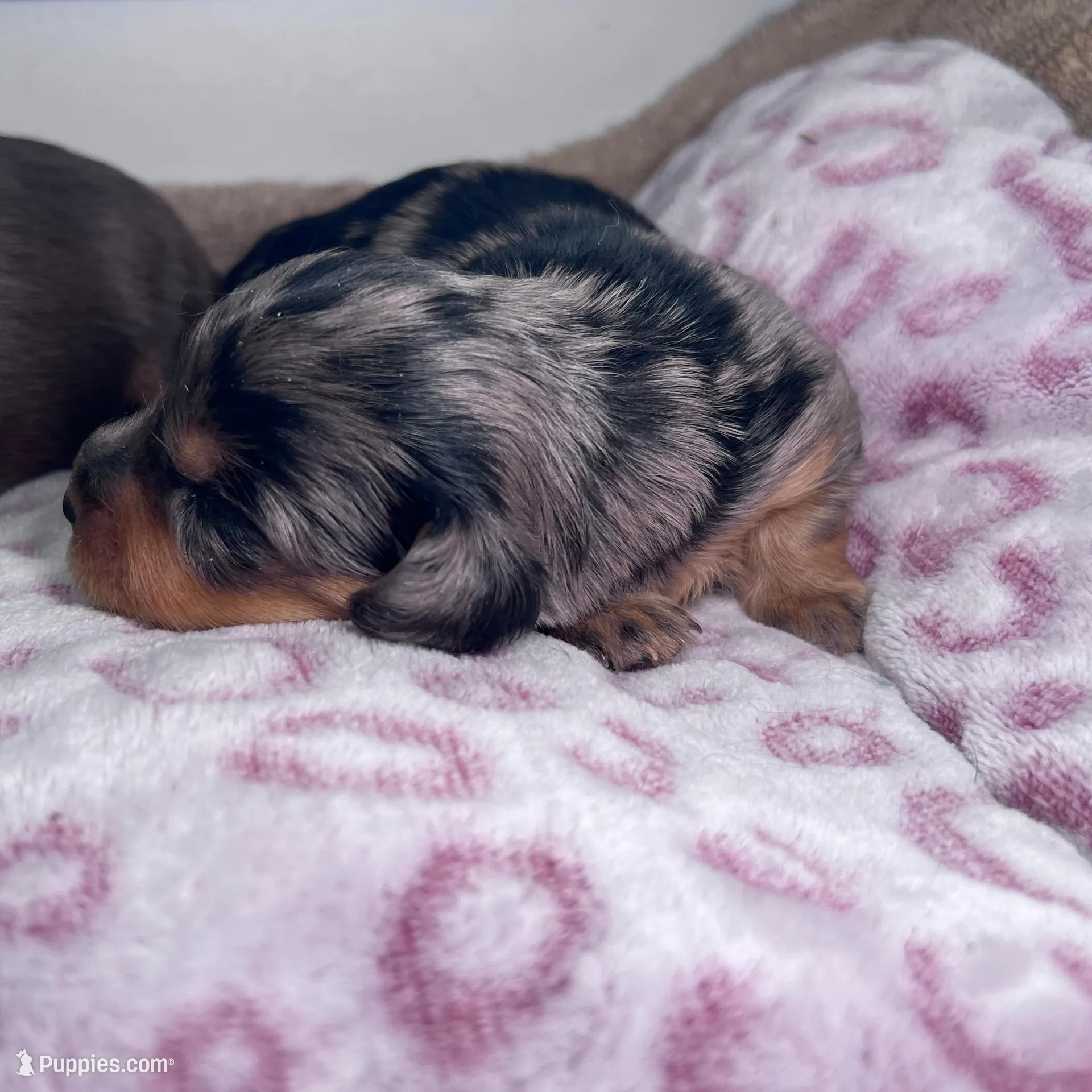 Jill AKC long hair, a female Miniature Dachshund for sale in Lansing, IA – Photo 2 of 2
