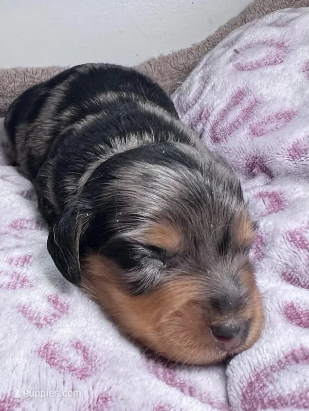 Jill AKC long hair – Miniature Dachshund puppy for sale in Lansing, IA