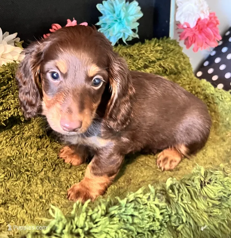 Rocky – Miniature Dachshund puppy for sale in Lansing, IA