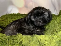 Hannah , a female Shih Tzu for sale in Lansing, IA – 4 of 4