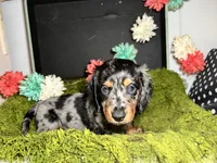 Stormy, a male Miniature Dachshund for sale in Lansing, IA – 2 of 4