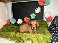 Sophie, a female Miniature Dachshund for sale in Lansing, IA – 3 of 5