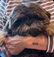 Benny AKC, a male Shih Tzu for sale in Lansing, IA – Photo 1 of 4