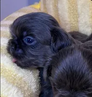 Benny AKC, a male Shih Tzu for sale in Lansing, IA – Photo 3 of 4