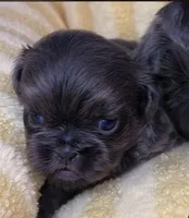Benny AKC, a male Shih Tzu for sale in Lansing, IA – Photo 2 of 4