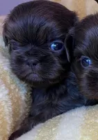 Benny AKC, a male Shih Tzu for sale in Lansing, IA – Photo 4 of 4