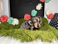 Stella, a female Miniature Dachshund for sale in Lansing, IA – 5 of 5