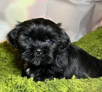 Hazle, a female Shih Tzu for sale in Lansing, IA – 4 of 5