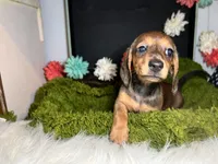 Sadie, a female Miniature Dachshund for sale in Lansing, IA – 2 of 5