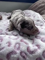 Jasper akc long hair, a male Miniature Dachshund for sale in Lansing, IA – Photo 3 of 3
