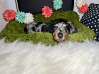 Stella, a female Miniature Dachshund for sale in Lansing, IA – 4 of 5