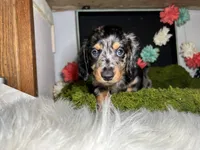Stormy, a male Miniature Dachshund for sale in Lansing, IA – 4 of 4