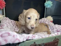 Felix, a male Miniature Dachshund for sale in Lansing, IA – Photo 1 of 2