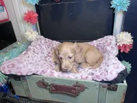 Felix, a male Miniature Dachshund for sale in Lansing, IA – Photo 2 of 2