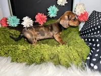 Sally, a female Miniature Dachshund for sale in Lansing, IA – 4 of 5