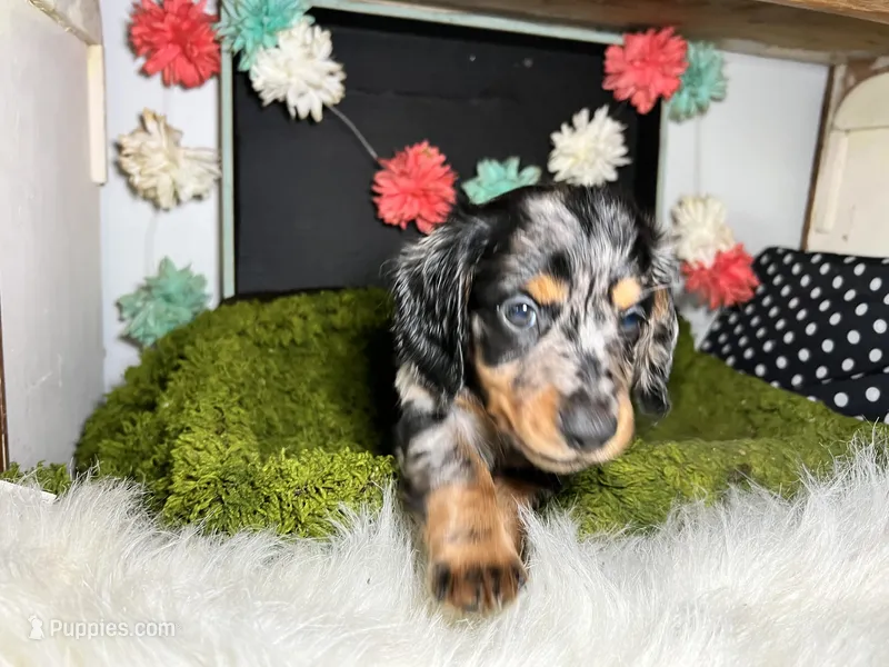 Stormy – Miniature Dachshund puppy for sale in Lansing, IA