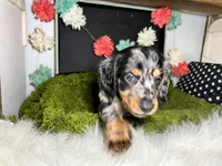 Stormy, a male Miniature Dachshund for sale in Lansing, IA – 1 of 4
