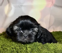 Harper, a female Shih Tzu for sale in Lansing, IA – 3 of 4