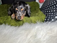 Stormy, a male Miniature Dachshund for sale in Lansing, IA – 3 of 4