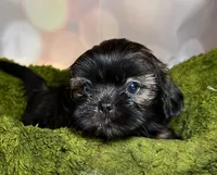 Harper, a female Shih Tzu for sale in Lansing, IA – 2 of 4