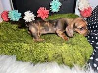 Sally, a female Miniature Dachshund for sale in Lansing, IA – 2 of 5