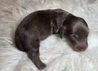 Rocky, a male Miniature Dachshund for sale in Lansing, IA – 5 of 5