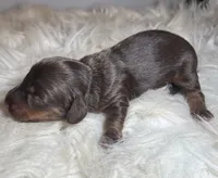 Rocky, a male Miniature Dachshund for sale in Lansing, IA – 4 of 5