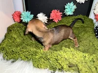 Sadie, a female Miniature Dachshund for sale in Lansing, IA – 5 of 5
