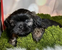Harvey, a male Shih Tzu for sale in Lansing, IA – 3 of 4