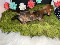 Sally, a female Miniature Dachshund for sale in Lansing, IA – 3 of 5