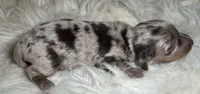 Luna, a female Miniature Dachshund for sale in Lansing, IA – 2 of 5