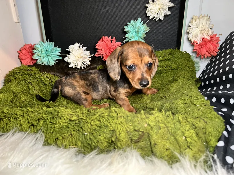 Sally – Miniature Dachshund puppy for sale in Lansing, IA