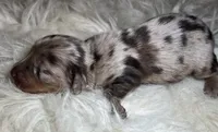 Luna, a female Miniature Dachshund for sale in Lansing, IA – 5 of 5