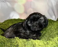 Hannah , a female Shih Tzu for sale in Lansing, IA – 3 of 4